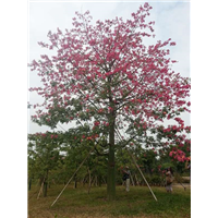 韶关大腹木棉