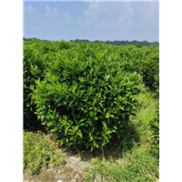 广东非洲茉莉