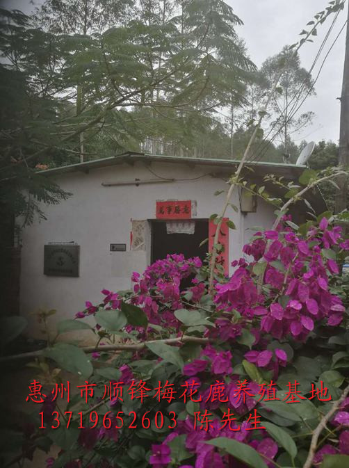惠州顺锋梅花鹿养殖基地 