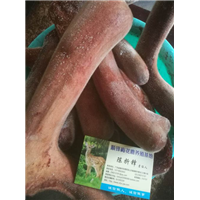 出售鹿茸|广东鹿茸|广东哪里有新鲜鹿茸卖 