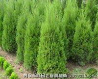 桧柏(刺柏）供应：陕西【刺柏】北京桧圆柏大量销售 