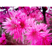 菊花桃供应陕西菊花桃价格菊花桃基地直销 规格齐全 树形优美 