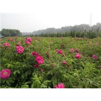四季玫瑰直销@陕西四季玫瑰花卉大量供应 四季玫瑰花卉销售 