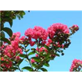 供应庭院花卉绿化苗木#陕西庭院绿化苗木，西安庭院绿化苗木规格全 