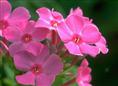 陕西宿根草本花卉大量低价供应：景天玉簪绣线菊福禄考杂酱草等质量优良 