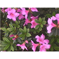 优质杜鹃花@陕西杜鹃 毛娟花大量优惠销售 规格全成活率高 