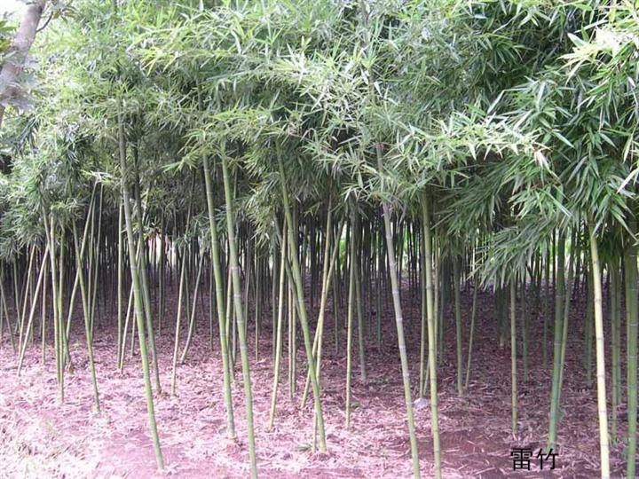 竹子 陕西梅竹，西安金镶玉竹子，竹子种植基地批发销售 