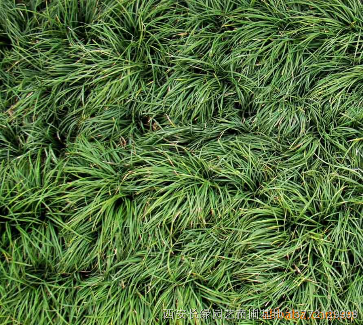 草坪供应：麦冬草大量低价销售*陕西细叶【中叶】宽叶【麦冬】草大量直销 