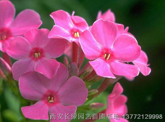 陕西宿根草本花卉大量低价供应：景天玉簪绣线菊福禄考杂酱草等质量优良 
