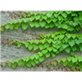 藤本植物迎春花 扶芳藤 爬山虎大量销售￥陕西迎春花爬山虎低价供应 规格齐全 