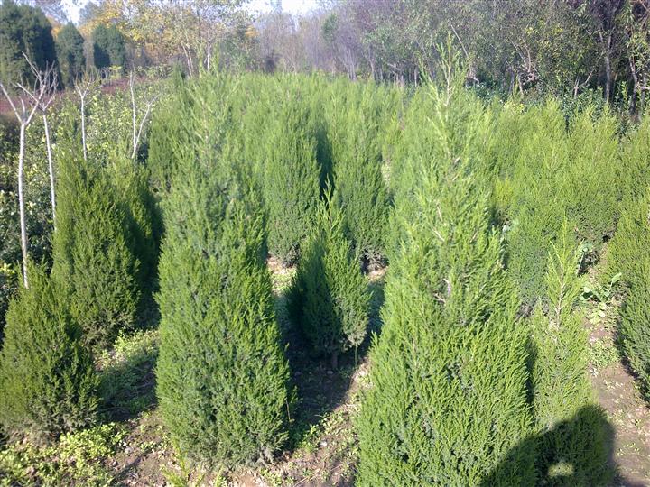 塔柏（蜀桧）大量销售#陕西塔柏种植基地低价供应 规格齐全 