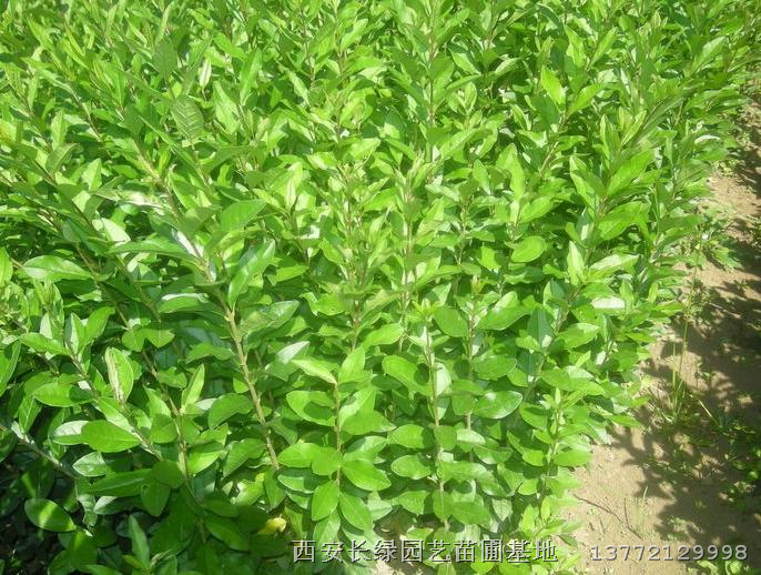 陕西水蜡绿篱苗供应*水蜡苗木大量低价销售 质量优 成活率高 