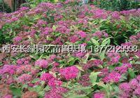 金焰【金山】绣线菊/陕西地被花卉【绣线菊】低价供应西安营养钵绣线菊低价销售 