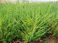 大量供应大叶【水蜡】陕西水蜡低价销售 水蜡大量低价供应 西安水蜡销售 