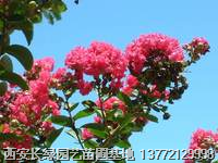 百日红【紫薇】陕西【丛生 独杆】紫薇优惠供应 西安百日红低价销售 