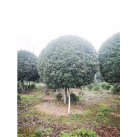 陕西桂花树种植基地