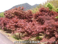 美国【红枫】日本红枫大量供应//陕西红枫苗木优惠供应 规格齐全 