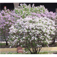 丁香花供应@陕西独杆丁香紫丁香暴马丁香大量低价销售 