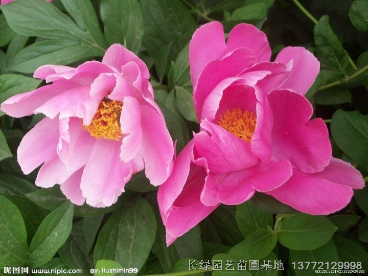 供应芍药牡丹@陕西芍药牡丹花卉大量优惠销售@西安草本花卉大量低价供应 