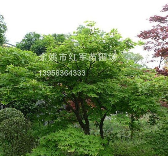 浙江樱花批发-产品6