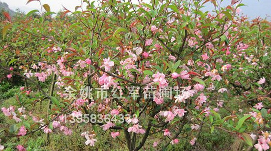 浙江樱花-产品1 
