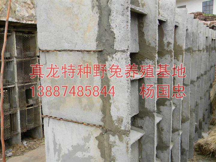 特种野兔，商品野兔 真龙特种野兔养殖基地