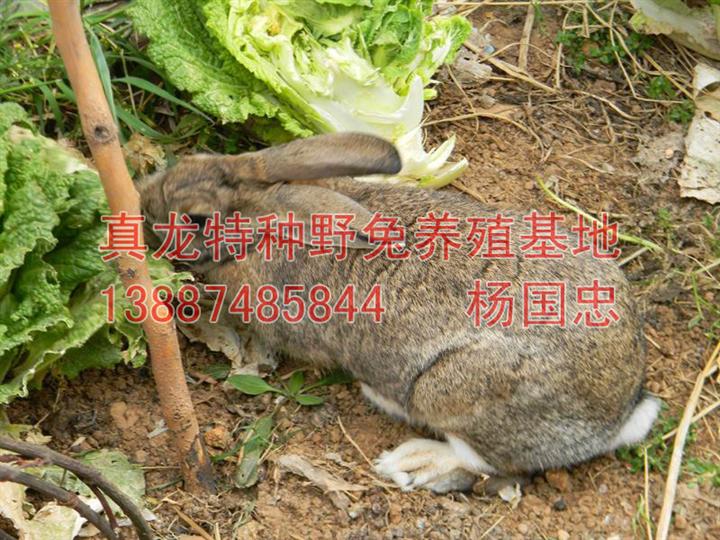 特种野兔，商品野兔 真龙特种野兔养殖基地