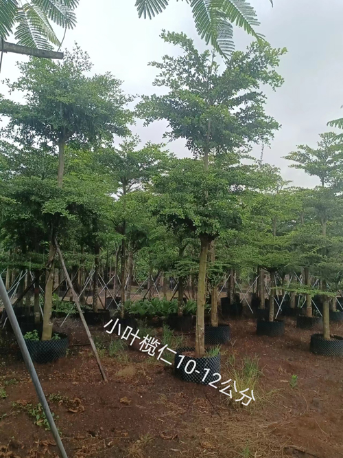 小叶榄仁10-12公分