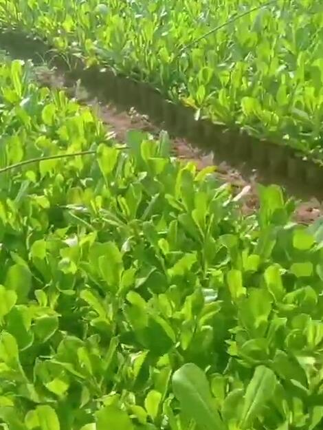 草海桐