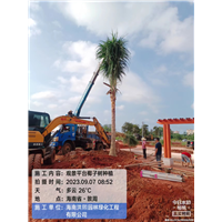 观景平台椰子树种植