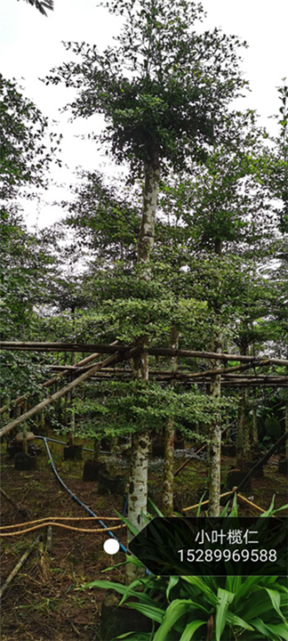小叶榄仁