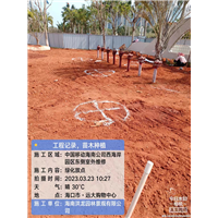 海南西海岸绿化项目