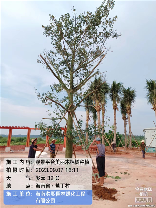 观景平台木棉树种植