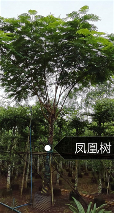 凤凰树