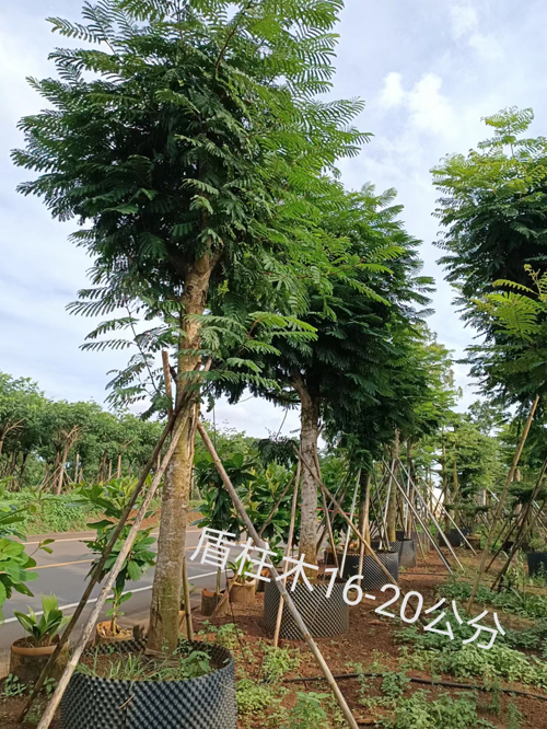 盾柱木16-20公分