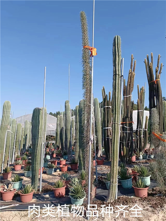 海口肉类植物种植基地