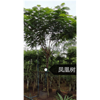 凤凰树