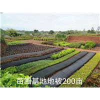 200亩地被植物苗圃