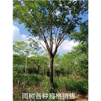 雨树