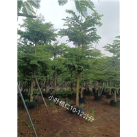 小叶榄仁10-12公分