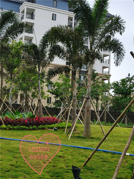 小区绿化景观
