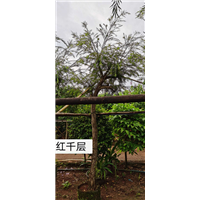 红千层
