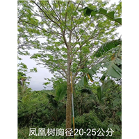 凤凰树胸径20-25公分