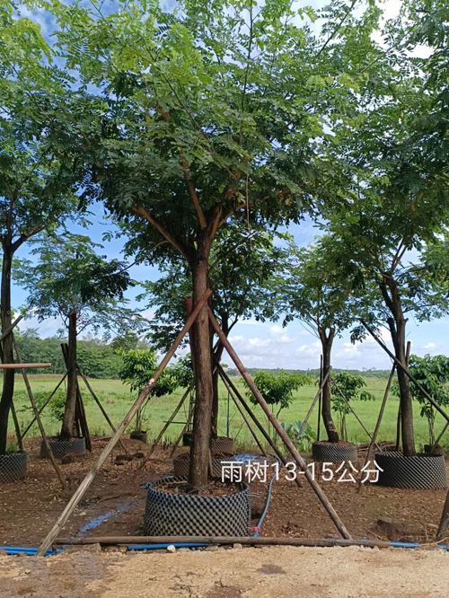 雨树13-15公分