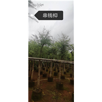 串钱柳