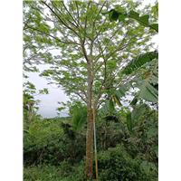 凤凰树