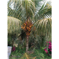 椰子树