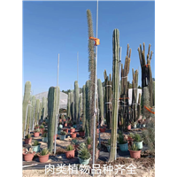 海口肉类植物种植基地