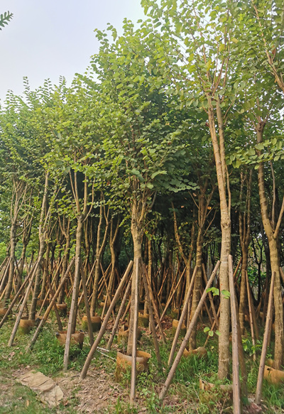 宫粉紫荆