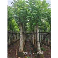 火焰木12-14公分